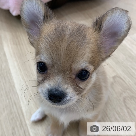 チワワの写真