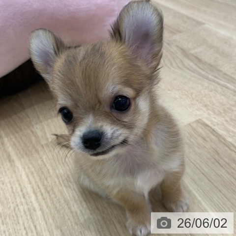 チワワの写真