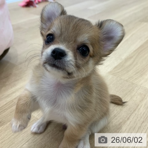 チワワの写真