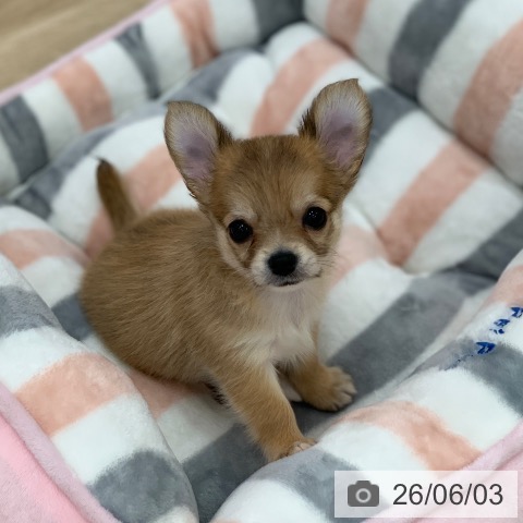 チワワの写真