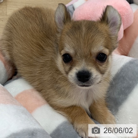 チワワの写真