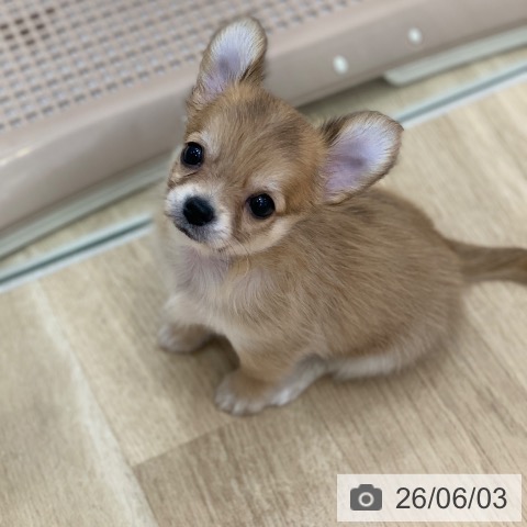 チワワの写真