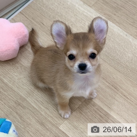 岐阜県のチワワ(ロング) (ペットプラス 光ケ丘店/2026年4月1日生まれ/男の子/レッドホワイト)の子犬の4枚目の画像