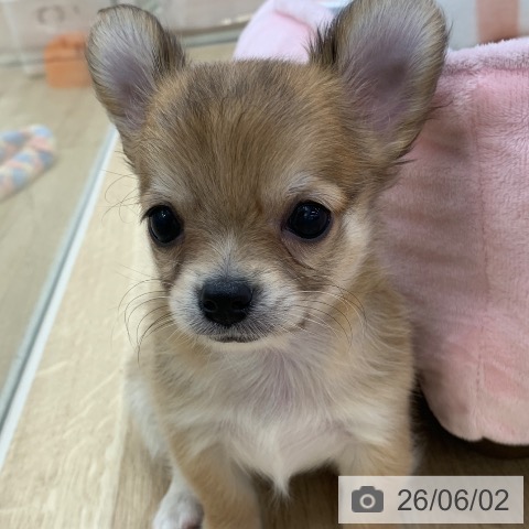 チワワの写真