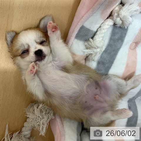 チワワの写真