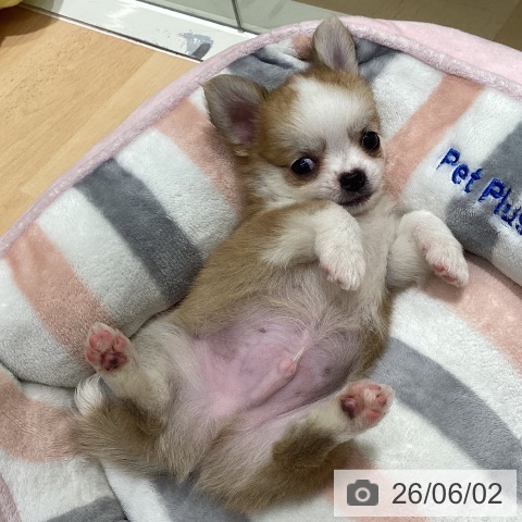 チワワの写真