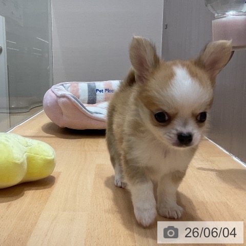 石川県のチワワ(ロング) (ペットプラス 新小松店/2026年4月1日生まれ/男の子/レッドホワイト)の子犬の3枚目の画像