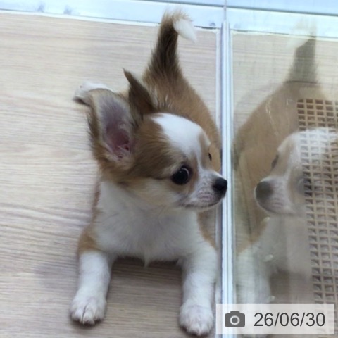 チワワの写真