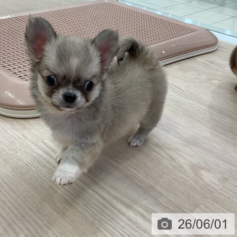 チワワの写真