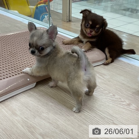 チワワの写真