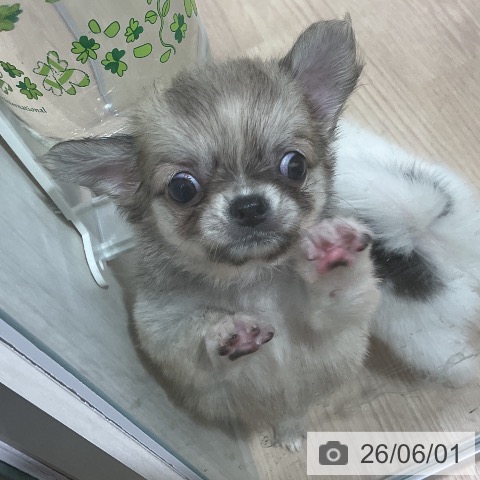 チワワの写真