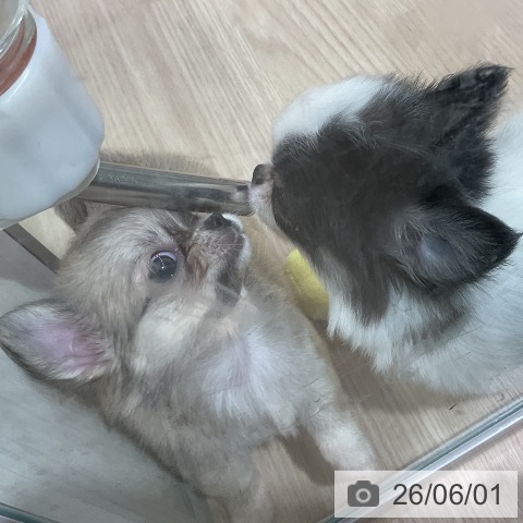 チワワの写真