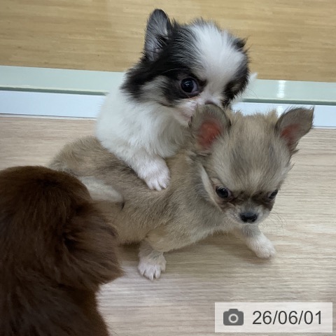 チワワの写真