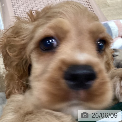 宮城県のアメリカンコッカースパニエル (ペットプラス 仙台泉大沢店/2026年4月1日生まれ/男の子/バフ)の子犬の3枚目の画像