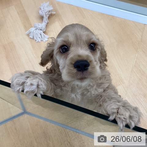 埼玉県のアメリカンコッカースパニエル (ペットプラス 羽生店/2026年4月1日生まれ/女の子/バフ)の子犬の3枚目の画像