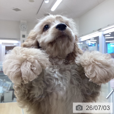 埼玉県のアメリカンコッカースパニエル (ペットプラス 羽生店/2026年4月1日生まれ/女の子/バフ)の子犬の3枚目の画像