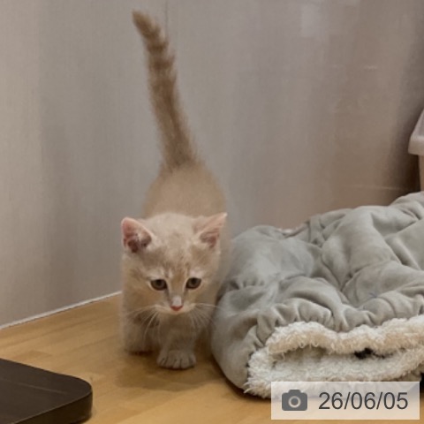 石川県のミヌエット (ペットプラス 新小松店/2026年4月2日生まれ/男の子/カメオタビー)の子猫の4枚目の画像