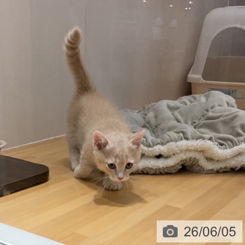 石川県のミヌエット (ペットプラス 新小松店/2026年4月2日生まれ/男の子/カメオタビー)の子猫の3枚目の画像