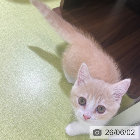 ミヌエットの写真