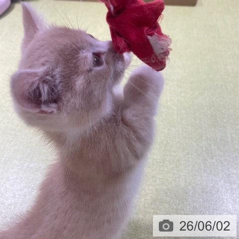 ミヌエットの写真