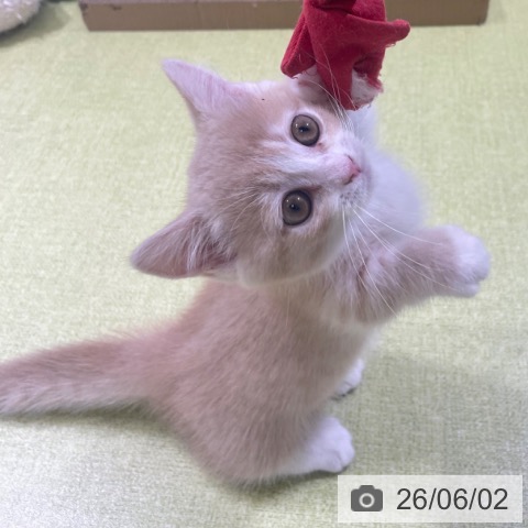 ミヌエットの写真
