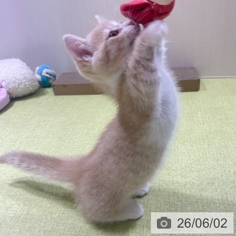 ミヌエットの写真
