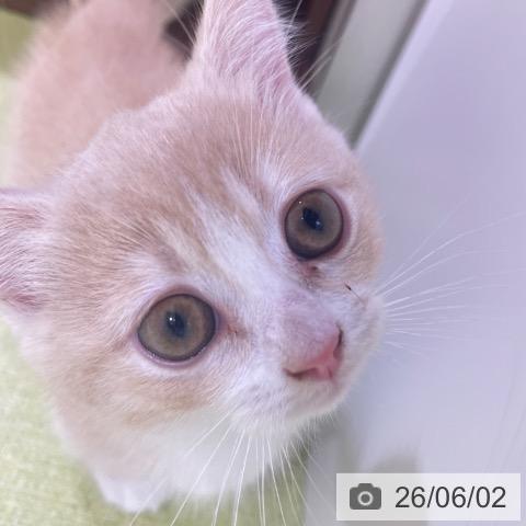 ミヌエットの写真
