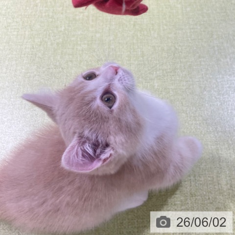 ミヌエットの写真