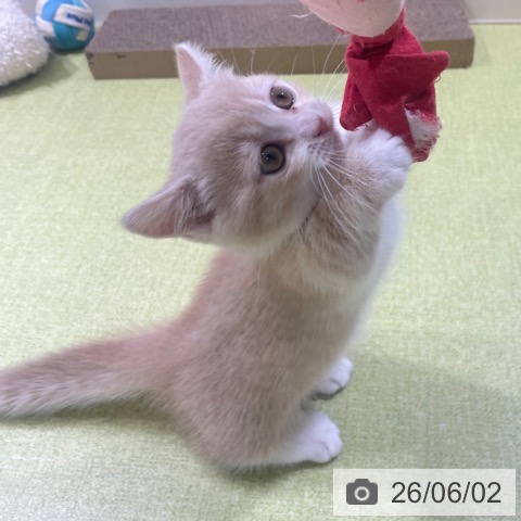 ミヌエットの写真