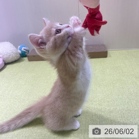 ミヌエットの写真