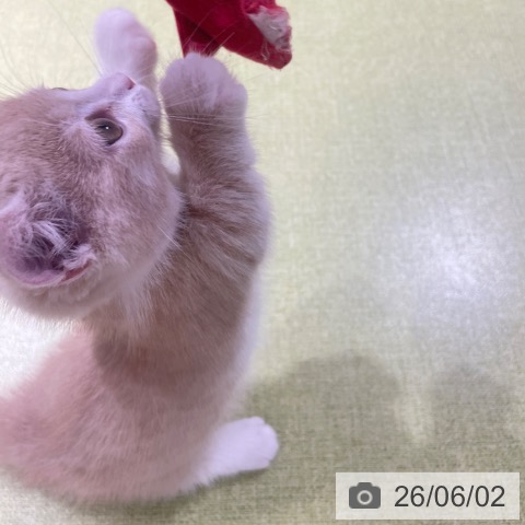 ミヌエットの写真