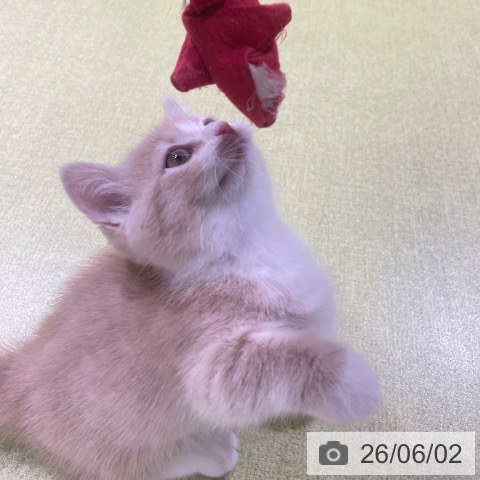 ミヌエットの写真