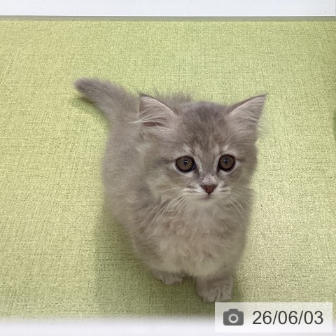 石川県のミヌエット (ペットプラス 白山店/2026年4月2日生まれ/女の子/ブルーパッチドタビー)の子猫の4枚目の画像