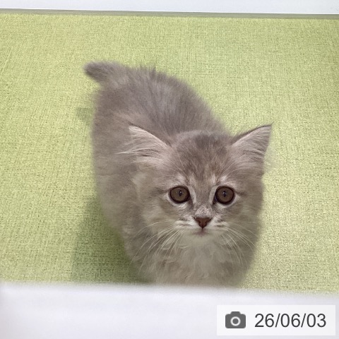 石川県のミヌエット (ペットプラス 白山店/2026年4月2日生まれ/女の子/ブルーパッチドタビー)の子猫の3枚目の画像