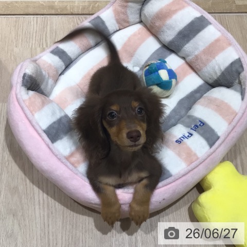 神奈川県のカニンヘンダックスフンド(ロング) (ペットプラス 川崎ルフロン店/2026年3月29日生まれ/男の子/チョコレートタン)の子犬の4枚目の画像
