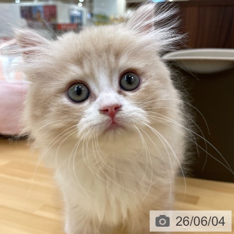 愛知県のラガマフィン (ペットプラス 豊田店/2026年4月1日生まれ/男の子/クリームタビーホワイト)の子猫の4枚目の画像