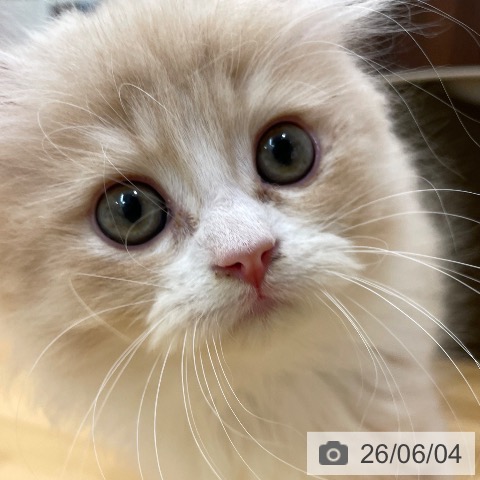愛知県のラガマフィン (ペットプラス 豊田店/2026年4月1日生まれ/男の子/クリームタビーホワイト)の子猫の3枚目の画像