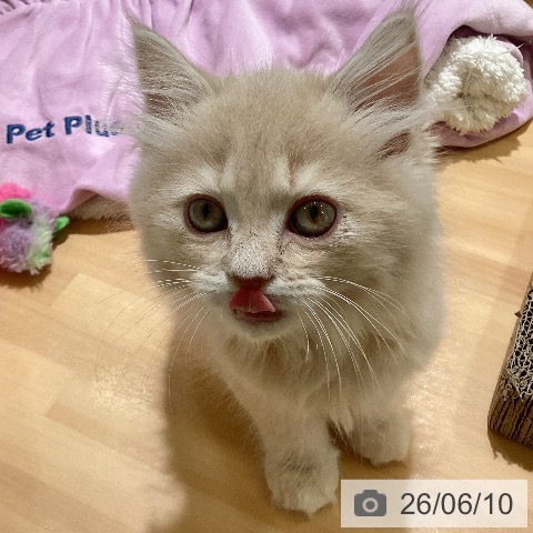 三重県のラガマフィン (ペットプラス 東員店/2026年4月1日生まれ/男の子/クリームタビー)の子猫の4枚目の画像