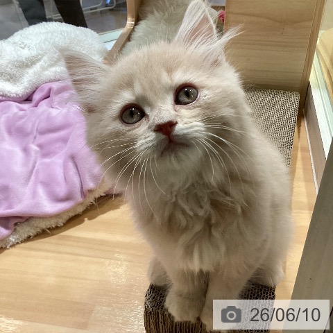 三重県のラガマフィン (ペットプラス 東員店/2026年4月1日生まれ/男の子/クリームタビー)の子猫の3枚目の画像