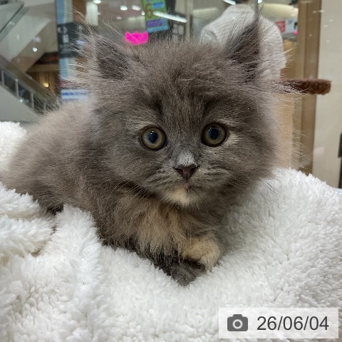 ラガマフィンの写真