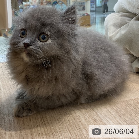 ラガマフィンの写真