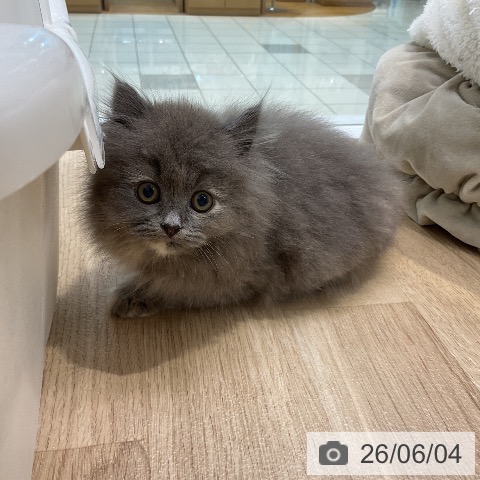 ラガマフィンの写真