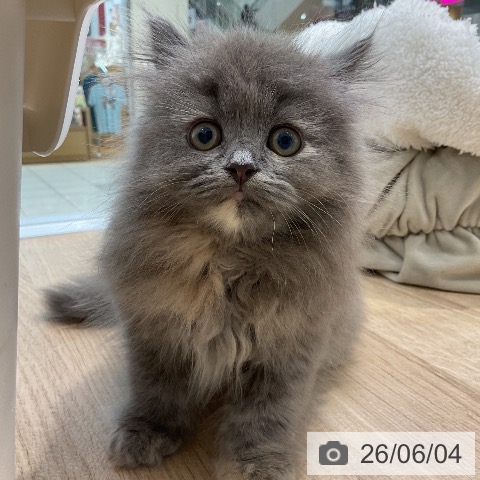ラガマフィンの写真