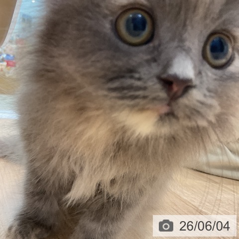 ラガマフィンの写真