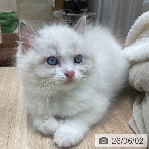 ラグドールの写真