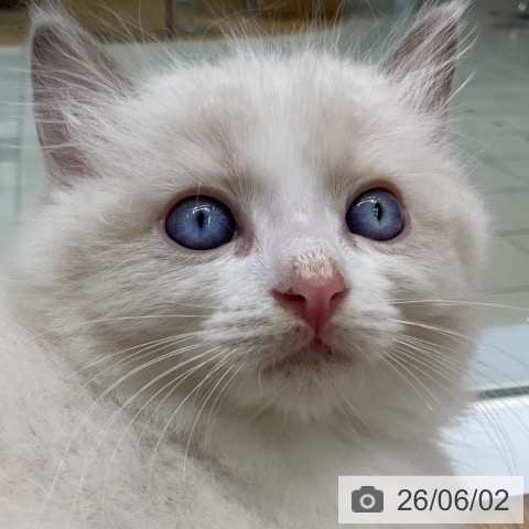 ラグドールの写真