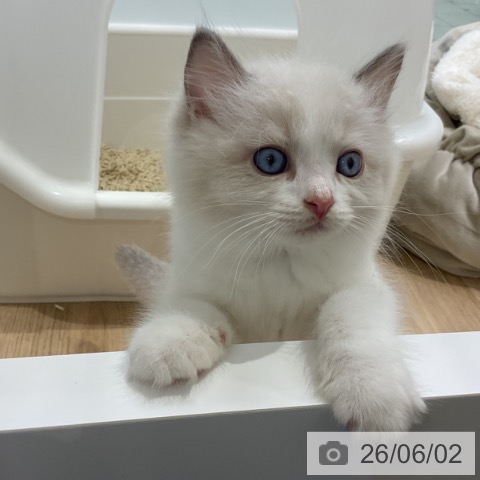 ラグドールの写真