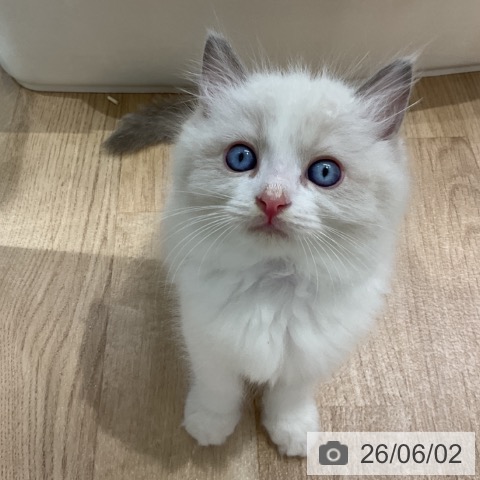ラグドールの写真