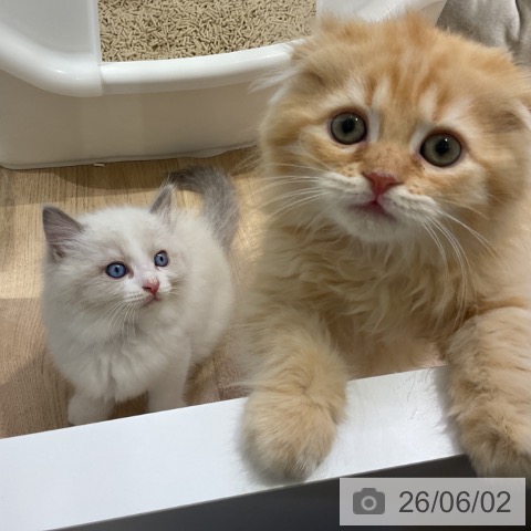 ラグドールの写真