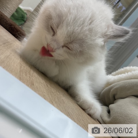 ラグドールの写真